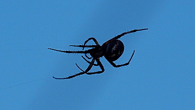 [The brown spider with cream-colored markings on its belly seems to be suspended in air as the web strands are barely visible against the blue sky. This spide has small spine-like protuberances on its legs.]